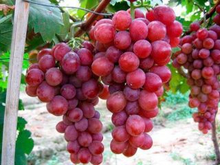 Uvas Variegadas