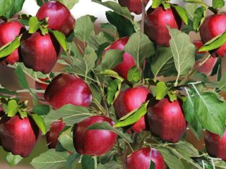Äppelsort Red Delicious
