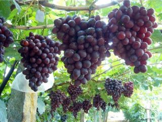 Uva di pianura