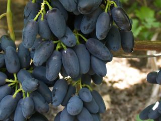 Vīnogu šķirne Akademik: foto un apraksts