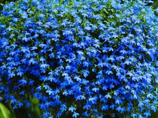 Voksende fra frø af ampeløs lobelia