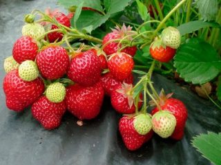 Strawberry Geneva