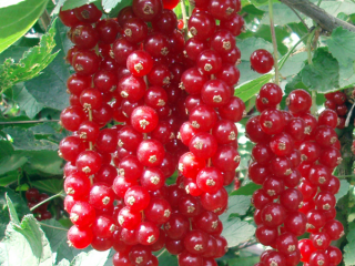 Sarkanās jāņogas Jonker Van Tets