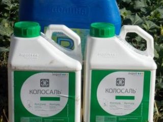 Kolosal pro racun kulat