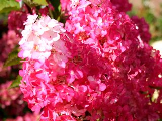 Hydrangea Paniculata Fraise Melba: การปลูกและการดูแลรักษา