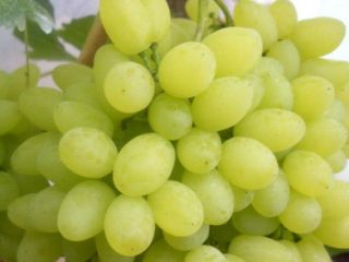 Patobulintos „Rusbol“ vynuogės: veislės aprašymas, nuotraukos, apžvalgos