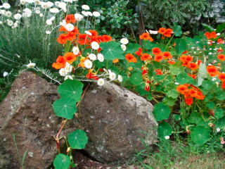 Nasturcijas sēklu stādīšana zemē