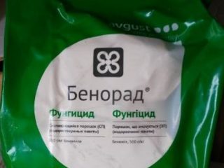 Benorad kulat