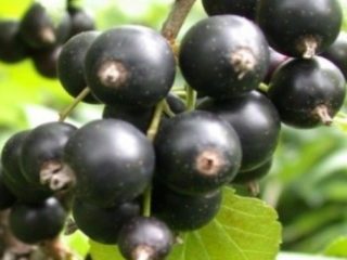 Jāņogu baškīru gigants