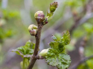 Kā ārstēt jāņogas pavasarī no kaitēkļiem