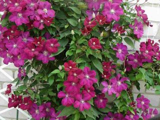 Clematis Rouge Cardinal: Karsimisyksikkö, istutus ja hoito