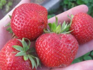 Strawberry Moling Pandora