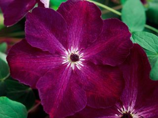 Clematis 3 karsimisryhmää: lajikkeet Uralille, Siperia