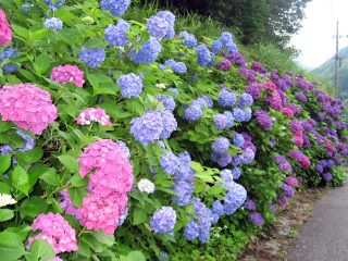 Hvordan man dyrker hortensia i Sibirien