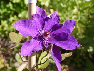 Clematis President: Karsinta-, istutus- ja hoitoryhmä