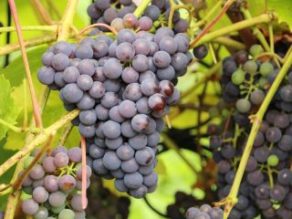 Vēlās vīnogu šķirnes ar fotogrāfijām