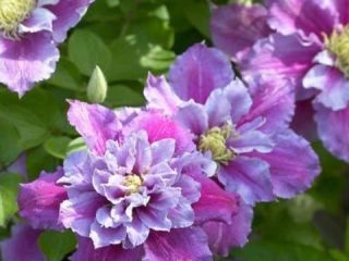 Clematis Piilu: istutus ja hoito