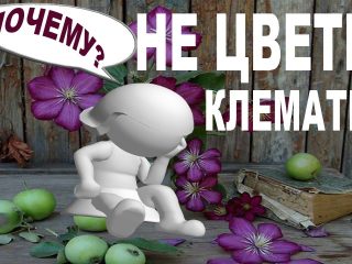 Mengapa clematis tidak mekar