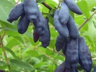 Honeysuckle Pride Bakchar
