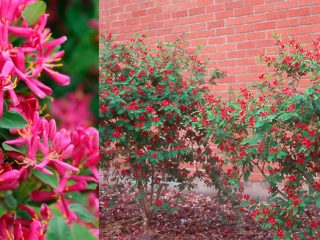 Sausserdis Tatarskaya: stādīšana un kopšana