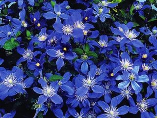 Clematis Arabella: istutus ja hoito