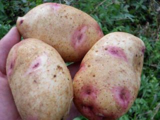 Galaxy Kentang