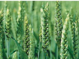 Fungicīds Abacus Ultra