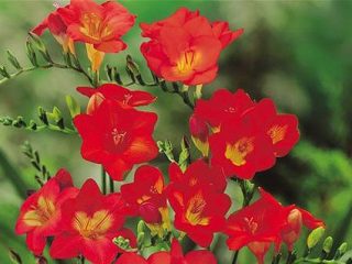 Kasvava freesia ulkona