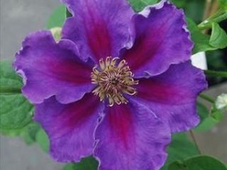 Clematis Ashva