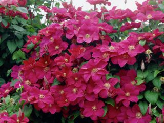 De bedste sorter af clematis til Sibirien