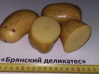 Kelezatan Kentang Bryansk