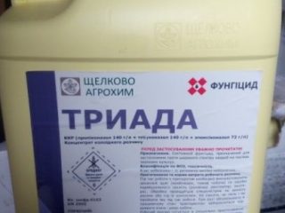 Triad kulat