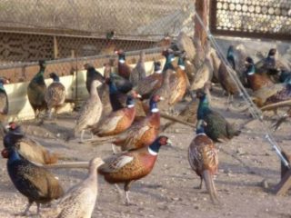 Fazānu audzēšana, barošana, inkubēšana mājās iesācējiem