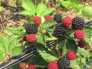 Blackberry Jumbo