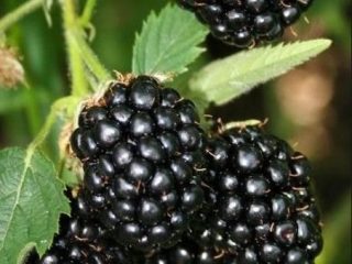 Blackberry Helena