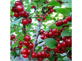 Kände Cherry Alice