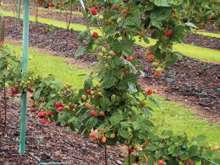 Dyrking av bjørnebær på en espalier: hvordan du kan binde riktig