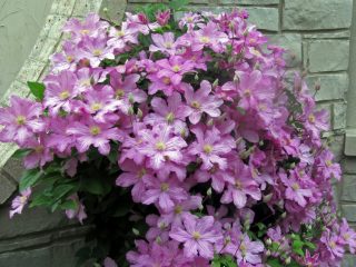 Clematis Comtesse De Bouchot