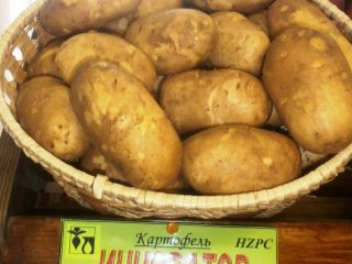 Potato Innovator: ลักษณะการปลูกและการดูแลรักษา
