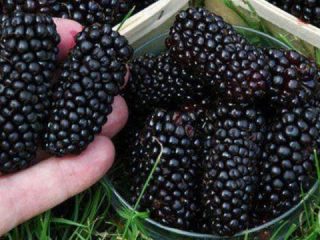 Blackberry Giant - myte eller virkelighet