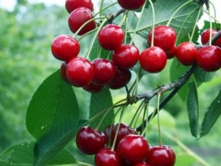 Cherry Robin