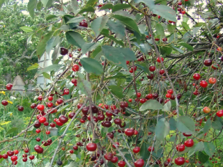 Cherry Vladimir