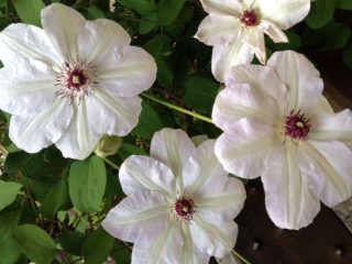 Clematis neiti Bateman
