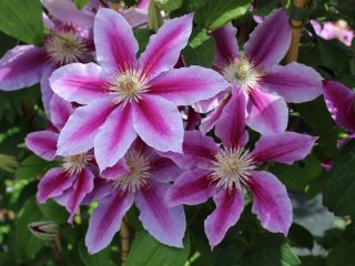 Clematis Dr.Ruppel: istutus ja hoito
