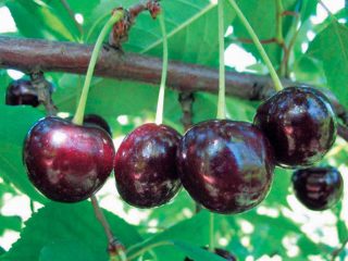 Cherry Kharitonovskaya