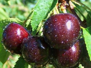 Cherry Novella