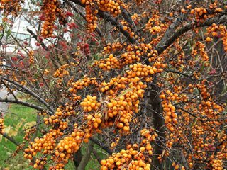 Smiltsērkšķu pavairošana