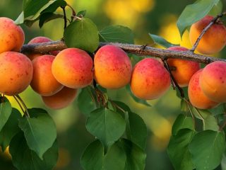 Sådan plantes en abrikos om foråret: en trinvis vejledning
