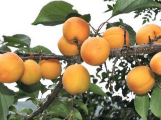 Koristeellinen pensas aprikoosi Manchurian