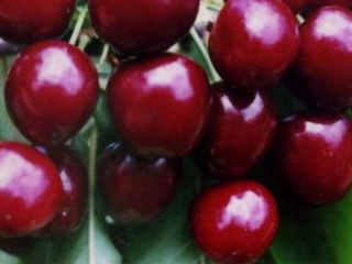 Ķiršu lielā zvaigzne